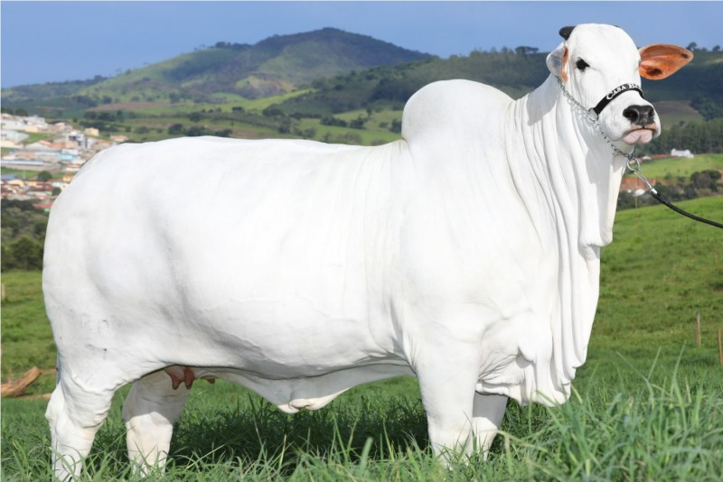 Vaca é leiloada na Expozebu, com lance fechado em R$ 7,98 milhões